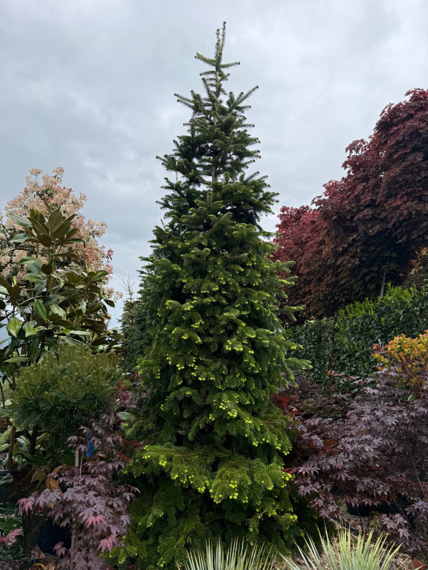 Abies Nordmanniana (Bredh i Gjelbër)