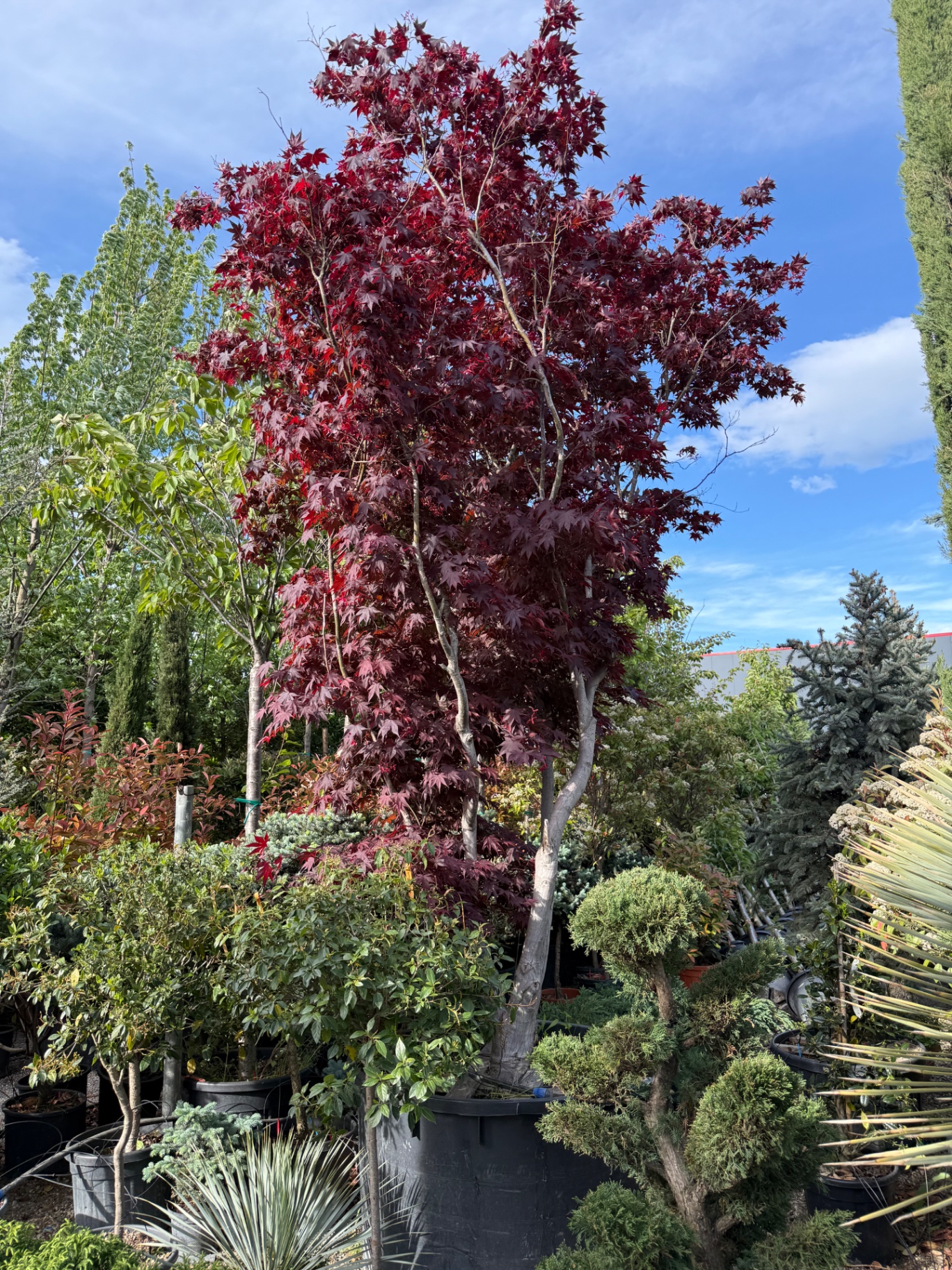Acer Palmatum