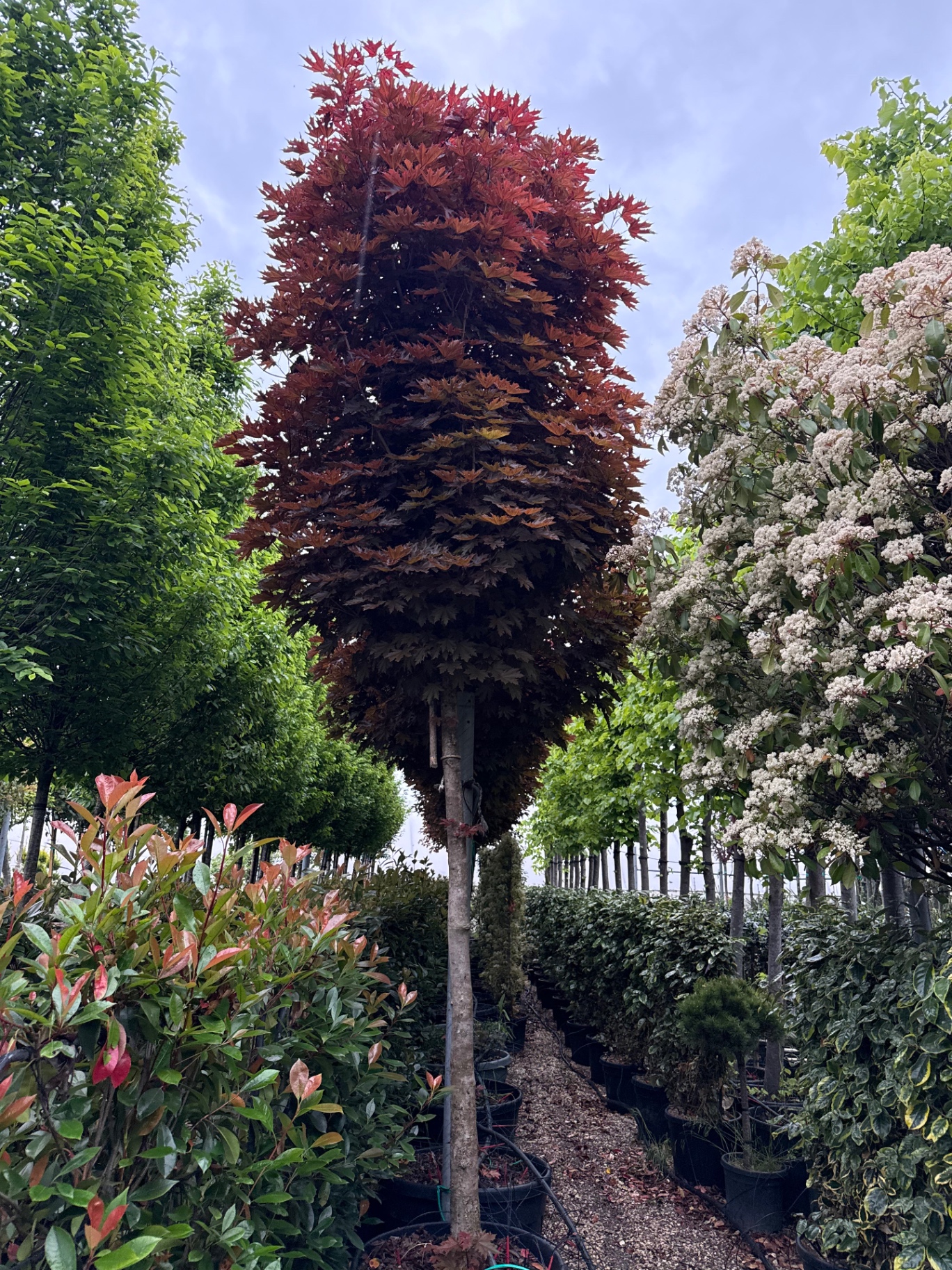 Acer Platanoides 'Crimson King'