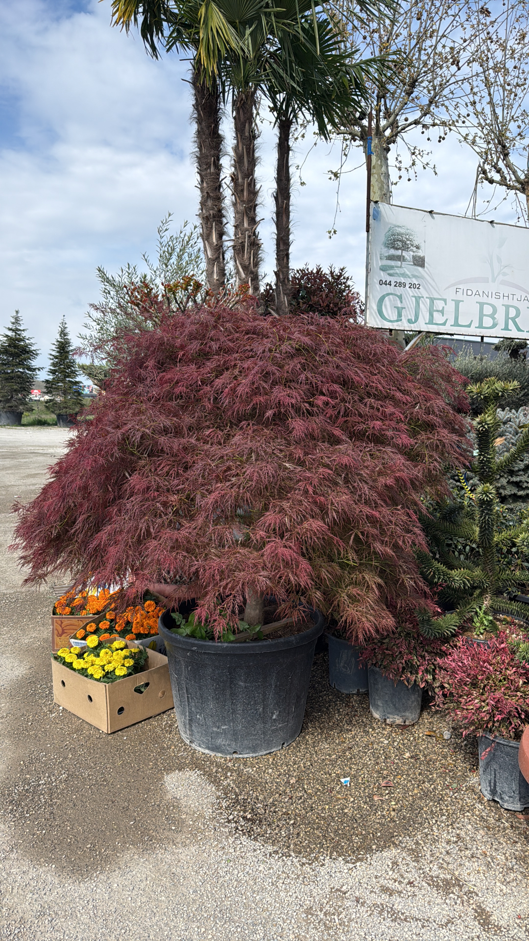 Acer Palmatum Vars