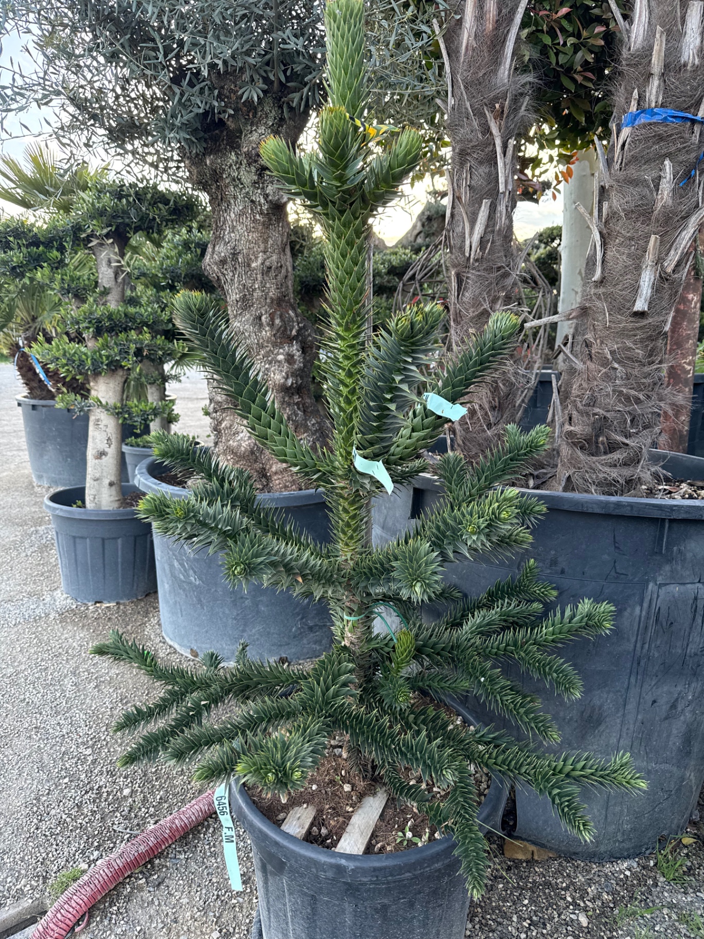 Monkey Puzzle Tree (Pisha Araucaria) 1