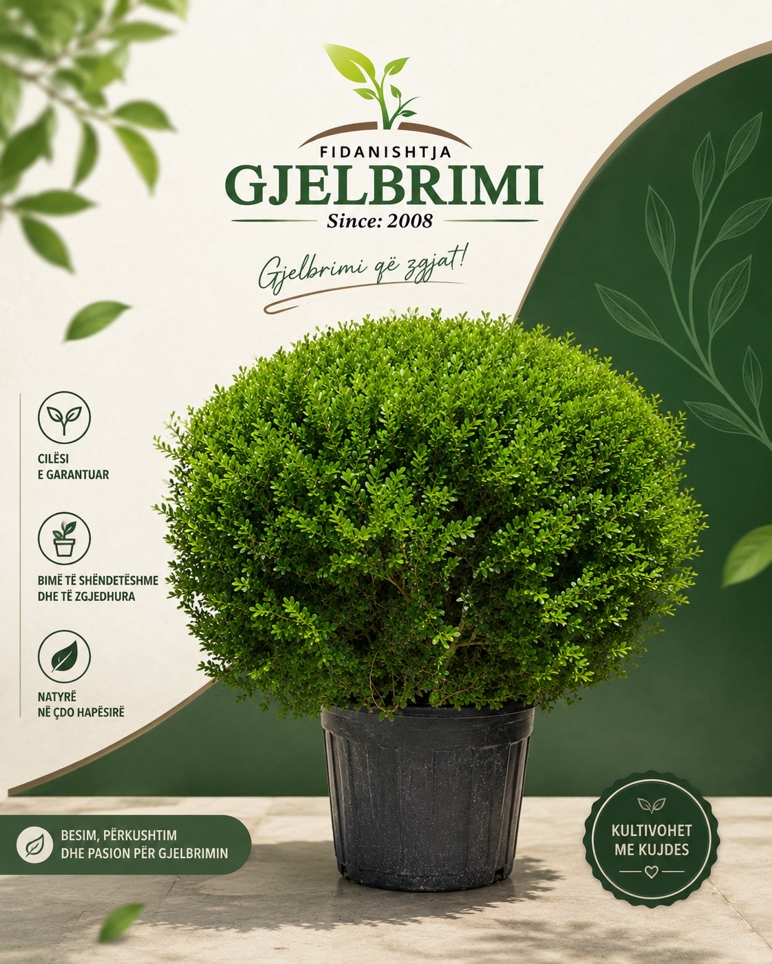 Buxus