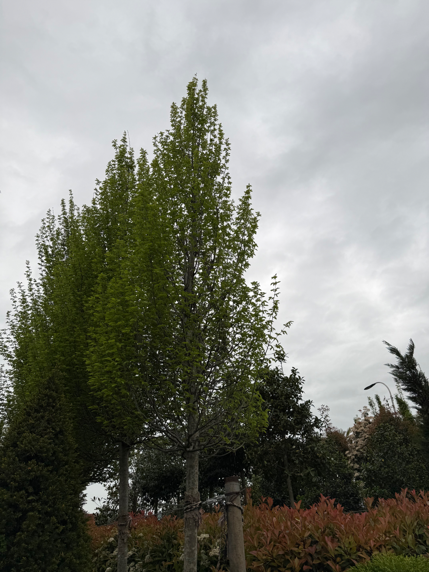 Carpinus Betulus (Shkozë Dekorative)