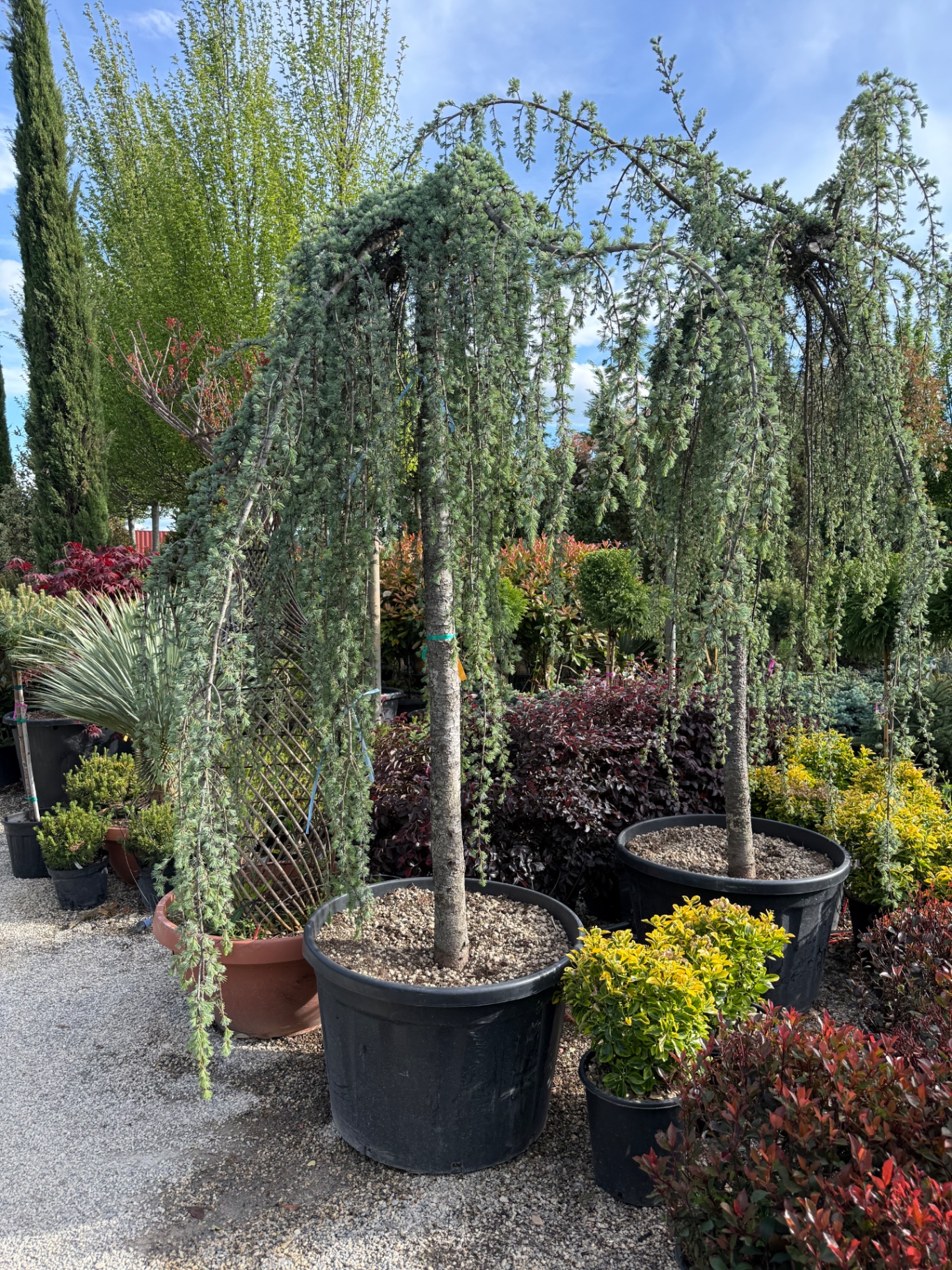 Cedrus Atlantica Pendula