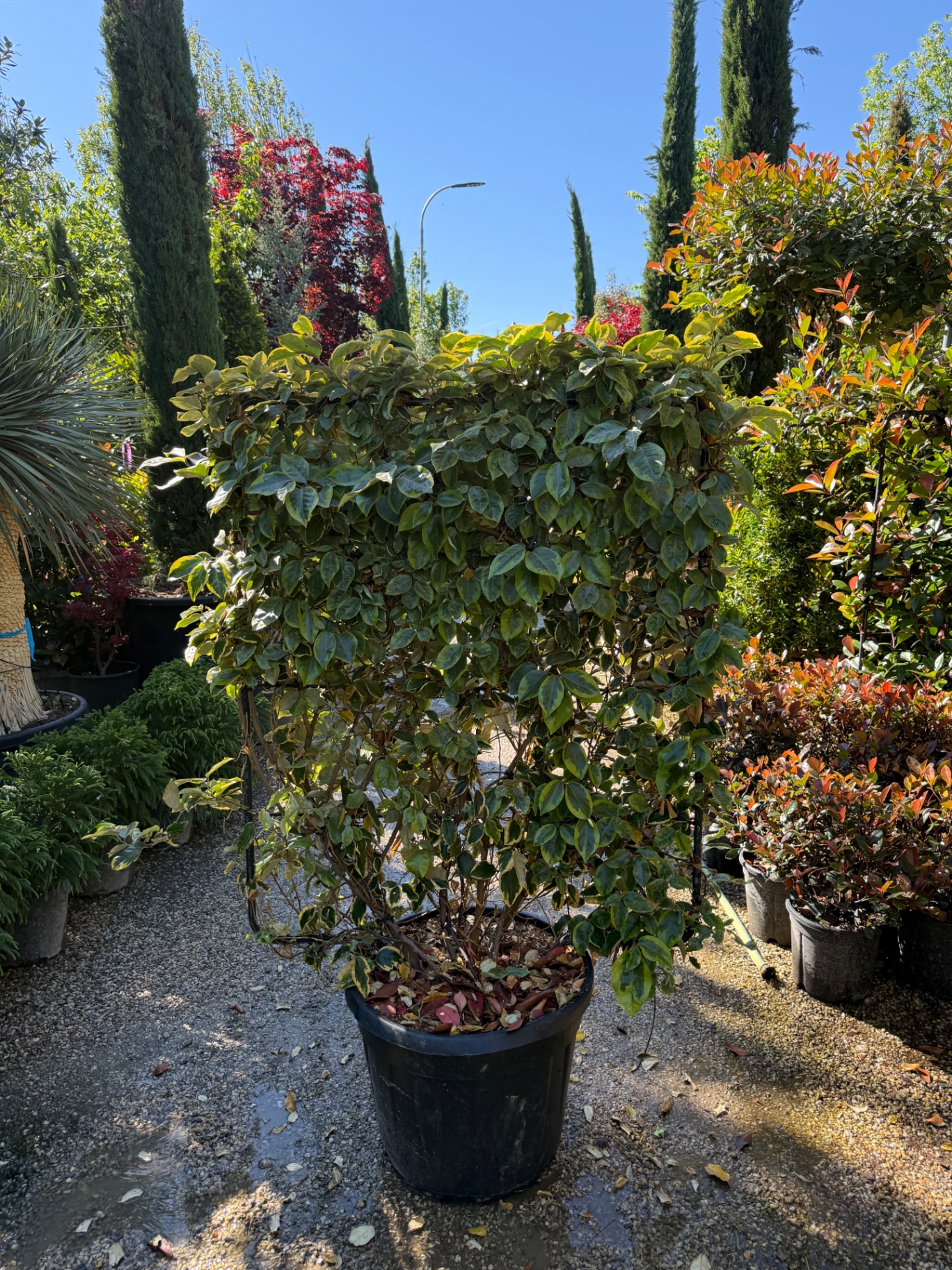 Elaeagnus (Me gjete te larmishme) 1