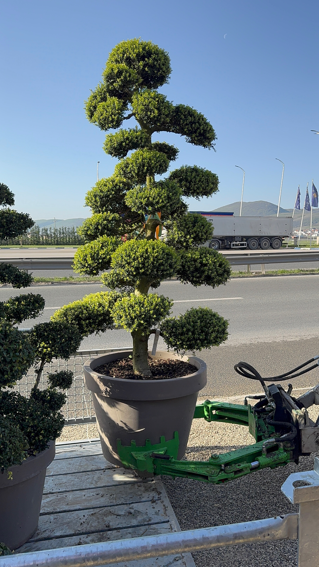 Ilex Bonsai 1