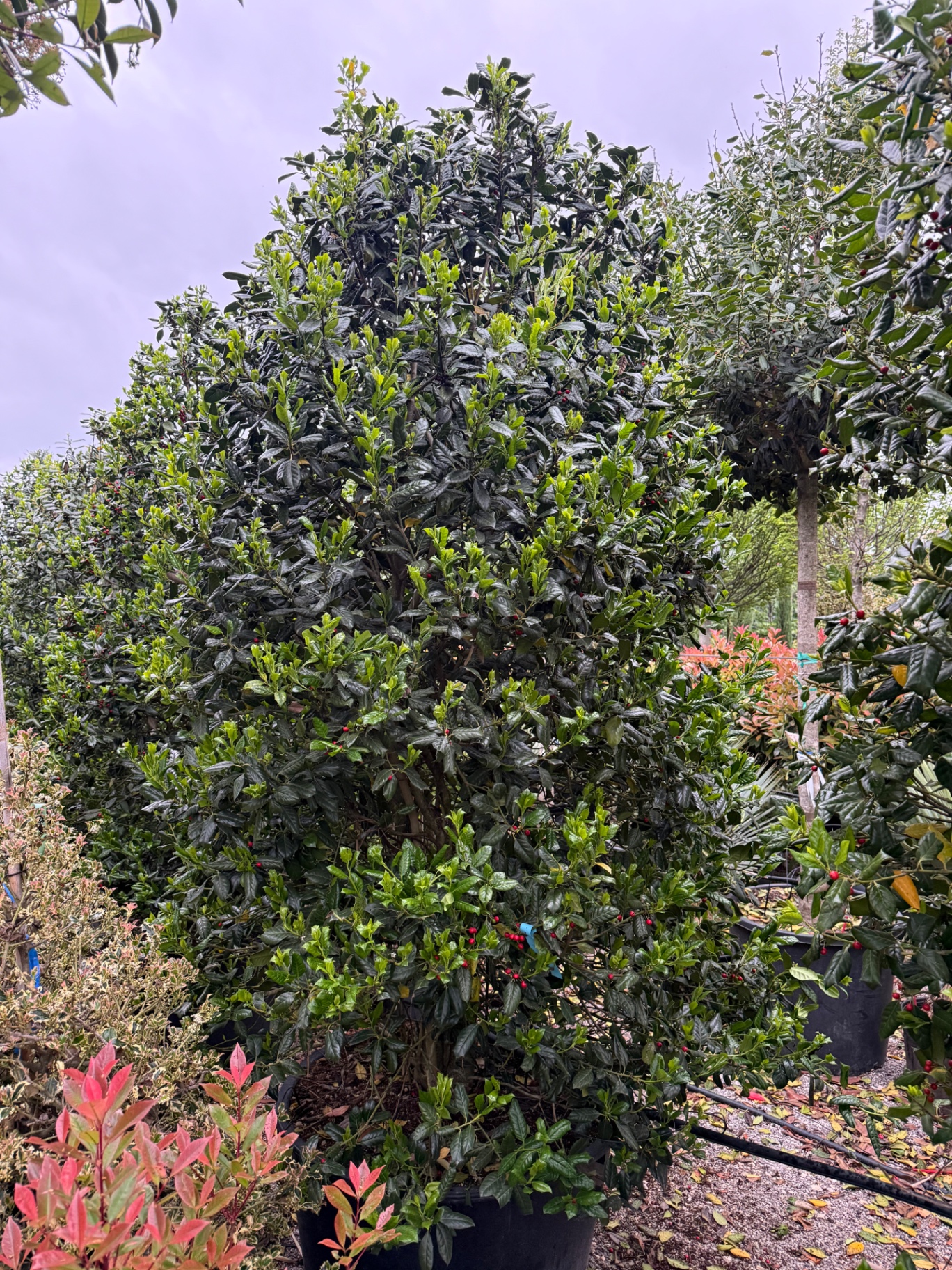 Ilex Meserveae