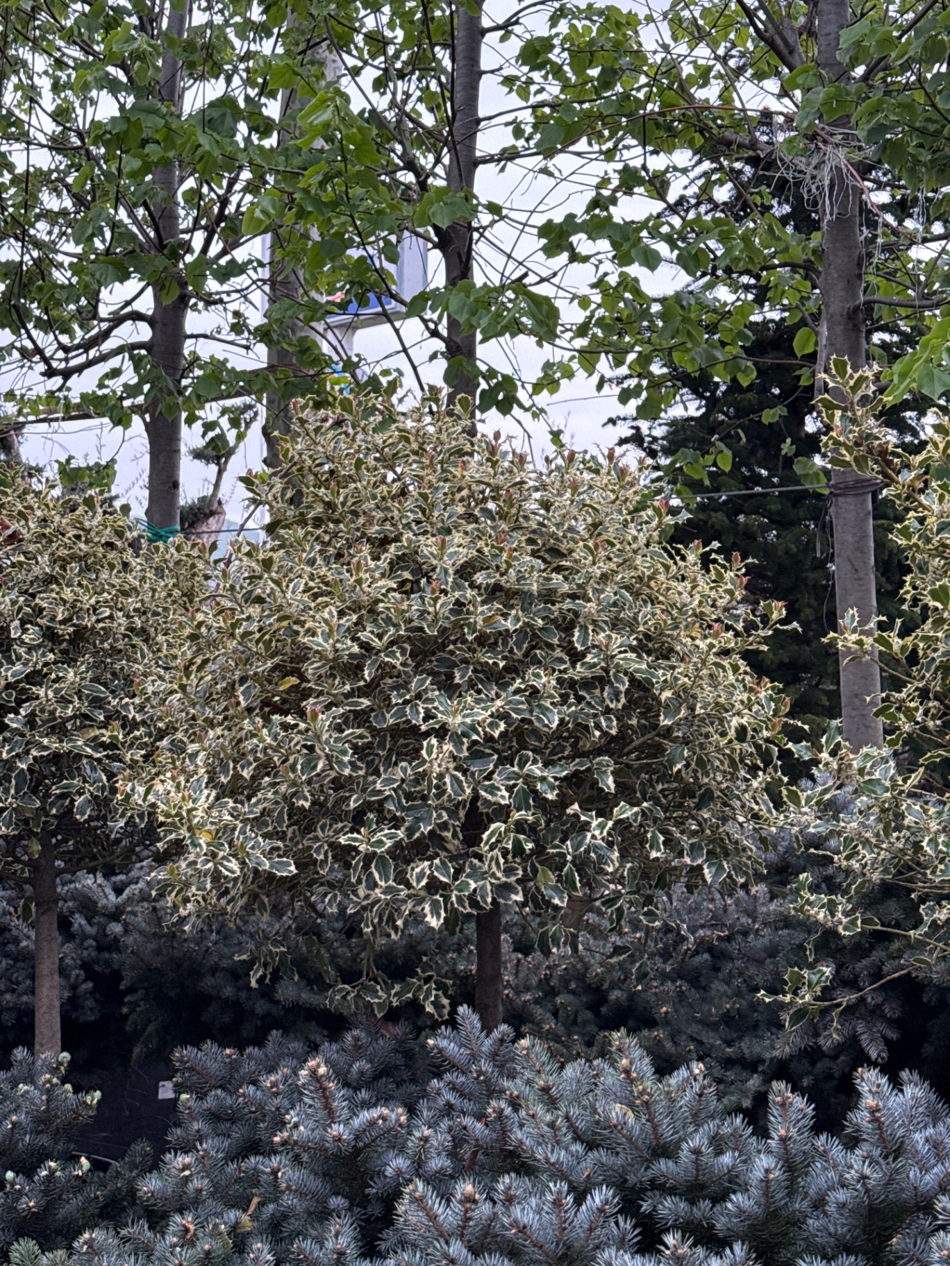 Ilex Meserveae (I Bardhë)
