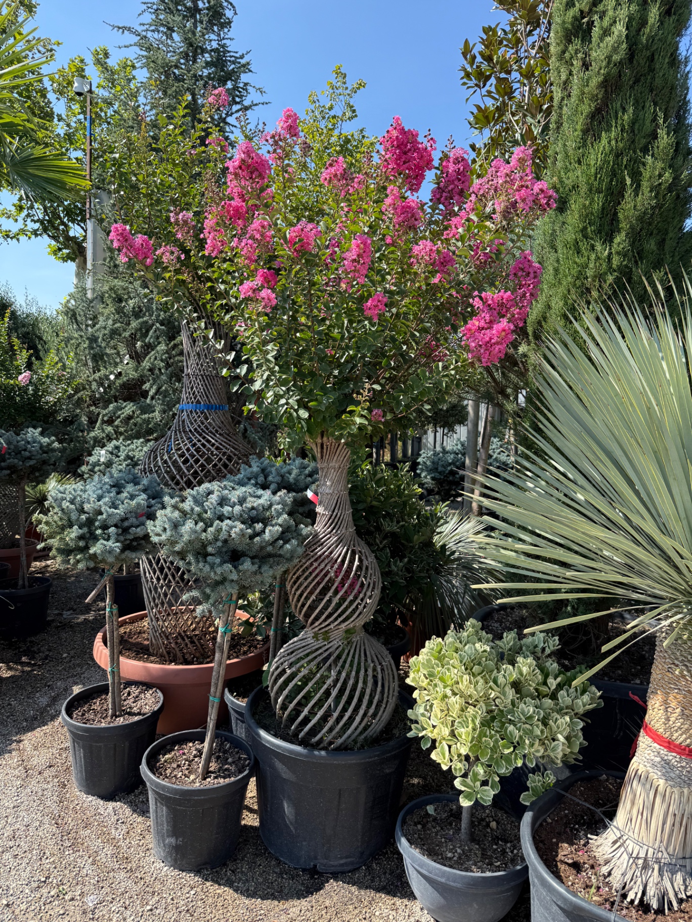 Lagerstroemia 1