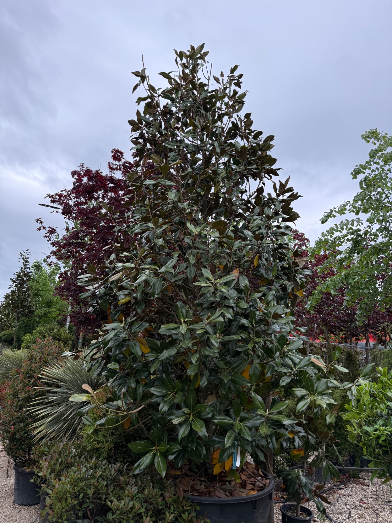 Magnolia Grandiflora (Magnolia e Përhershme)