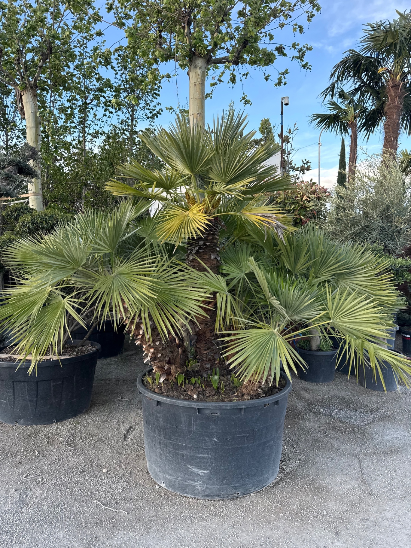 Palmë Mesdhetare 1