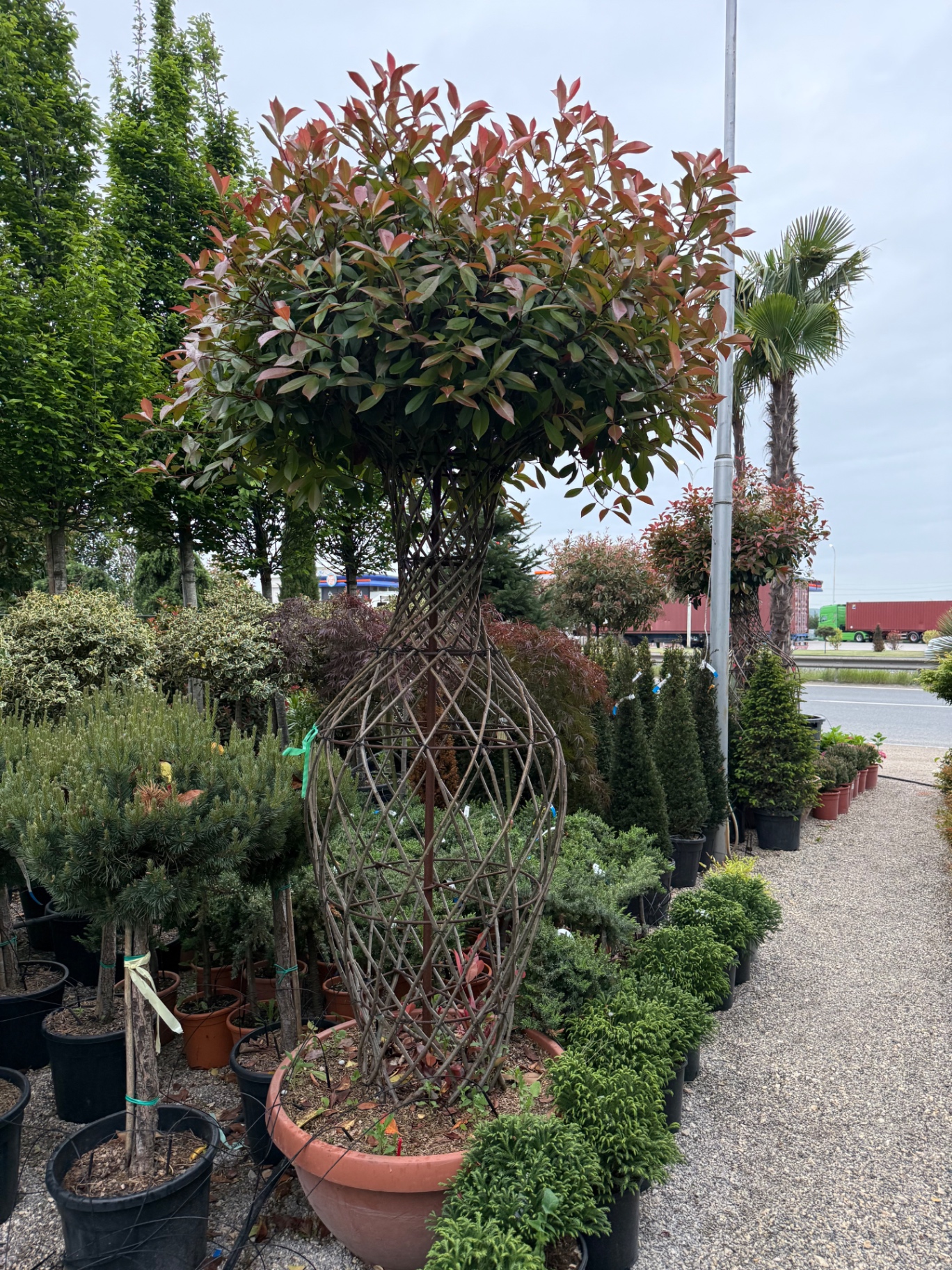 Photinia Red Robin