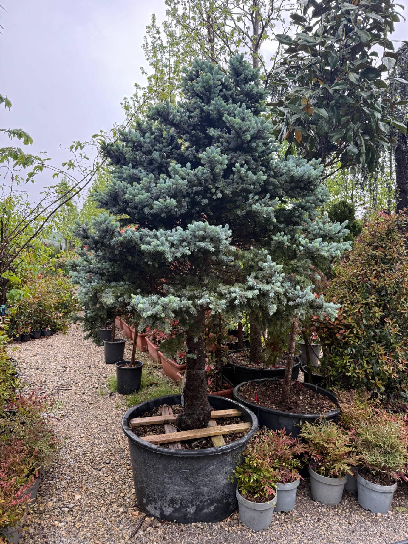 Picea Pungens (Bredh i Kaltër) 1