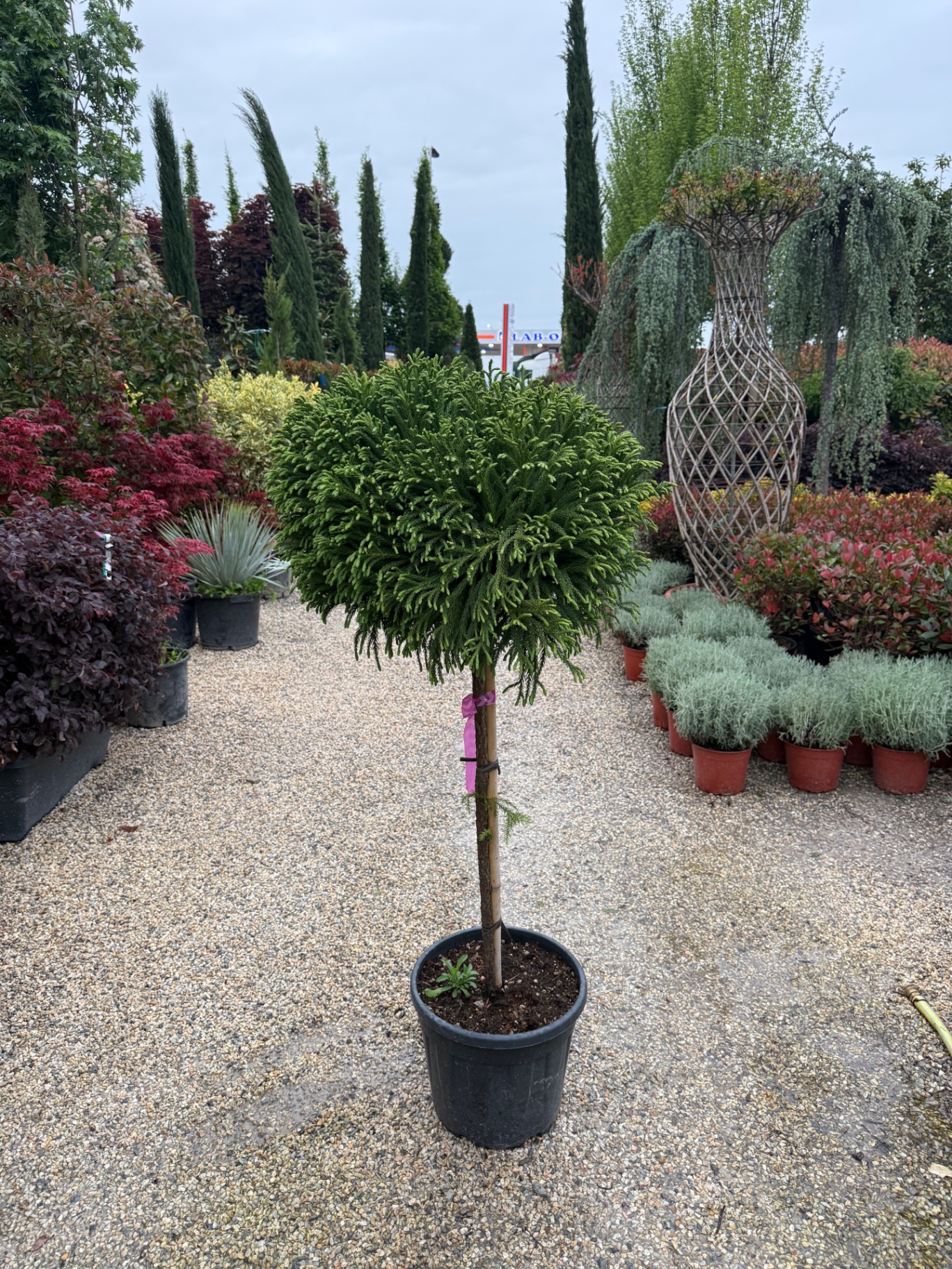 Pinus Cryptomeria