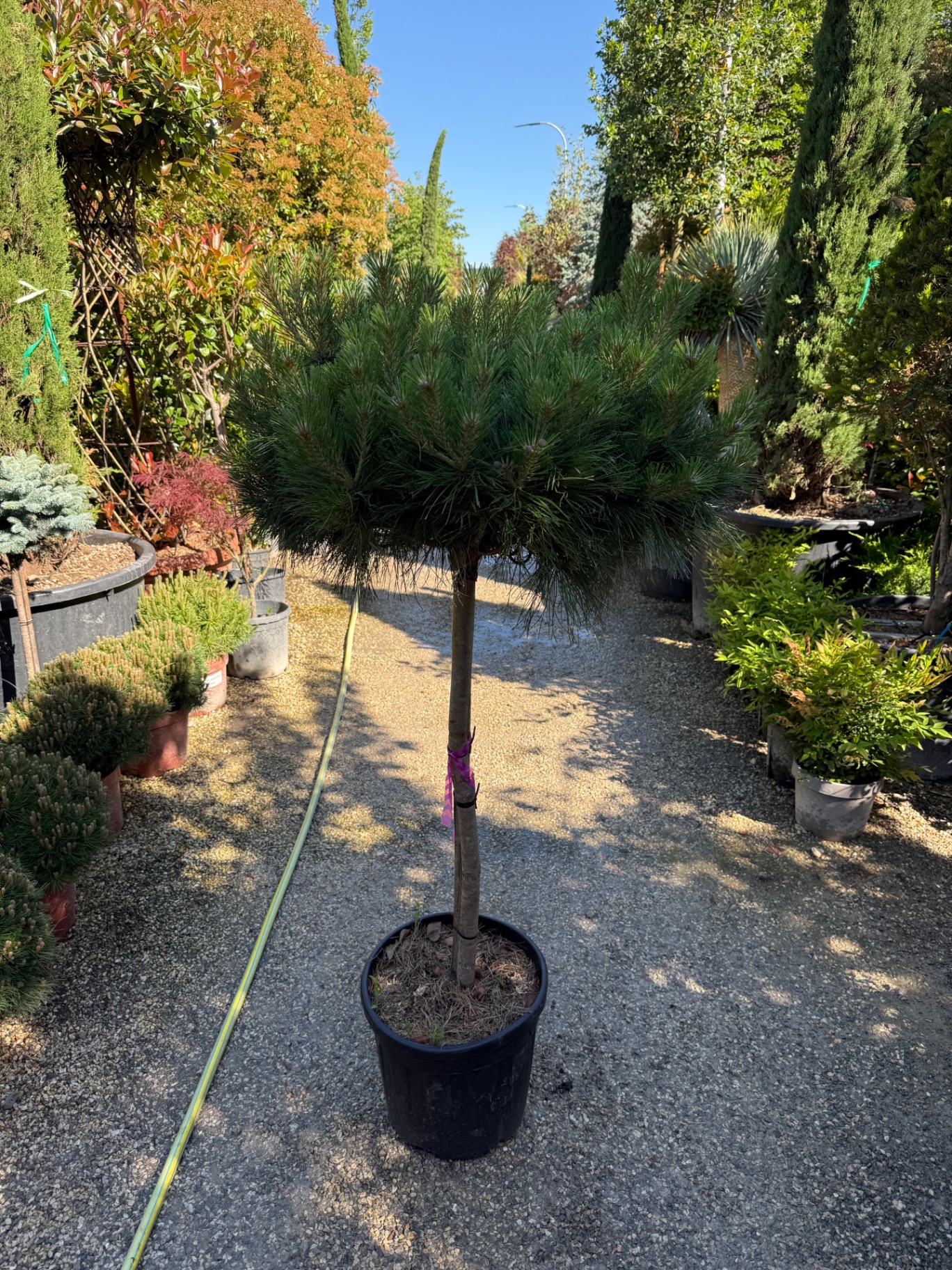 Pinus Mugo 1