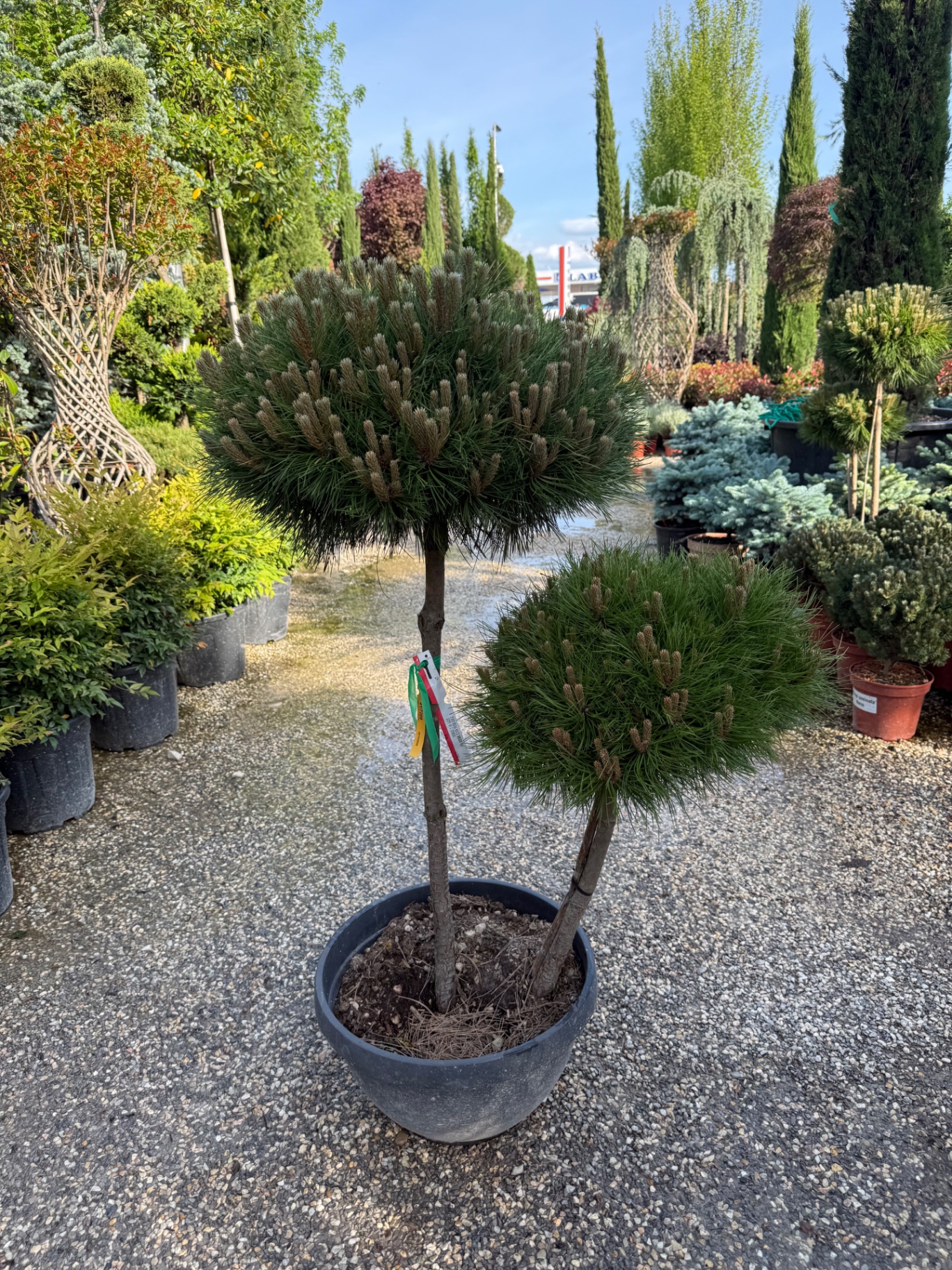 Pinus Nigra 1
