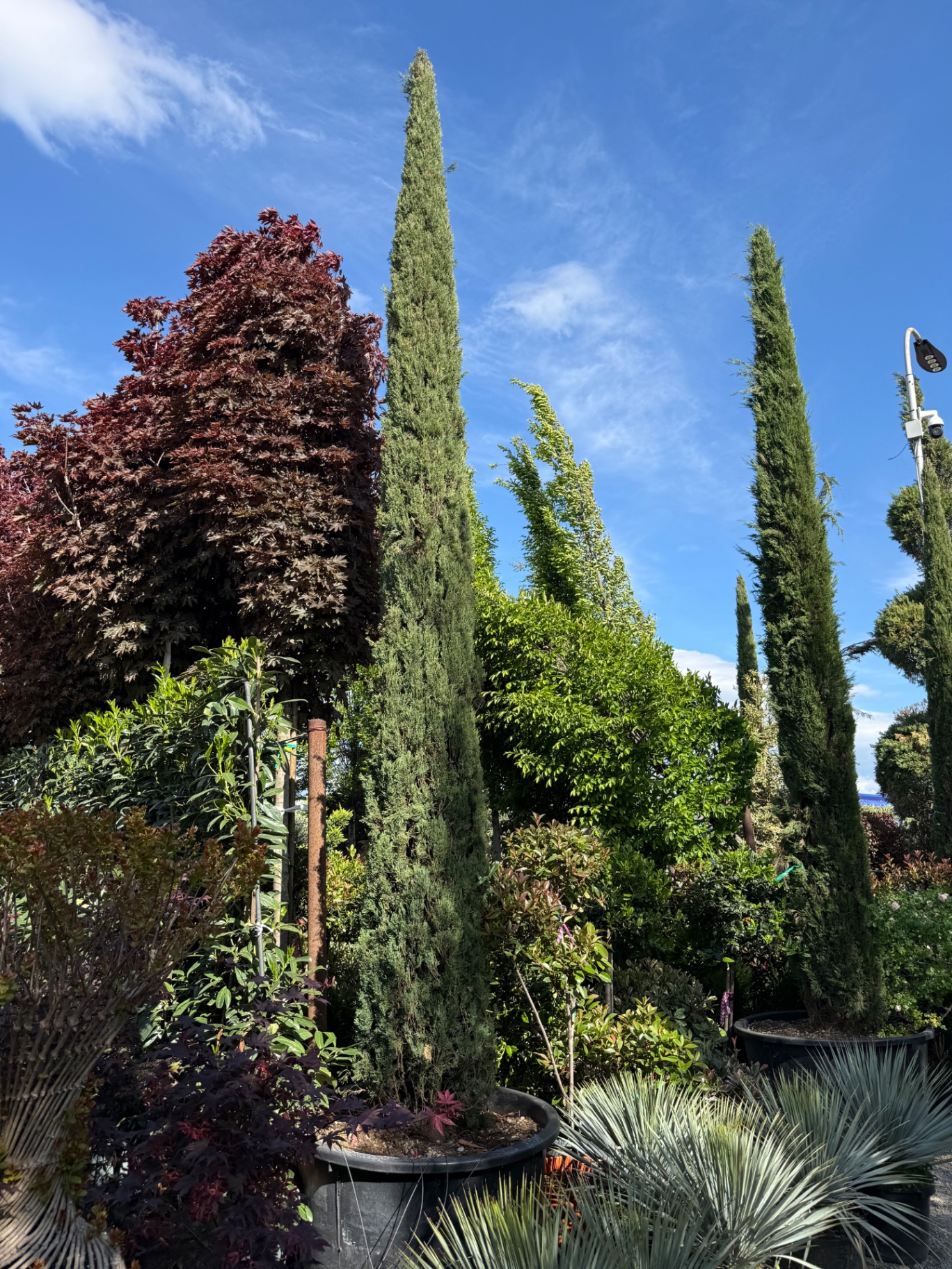 Cypress Italian