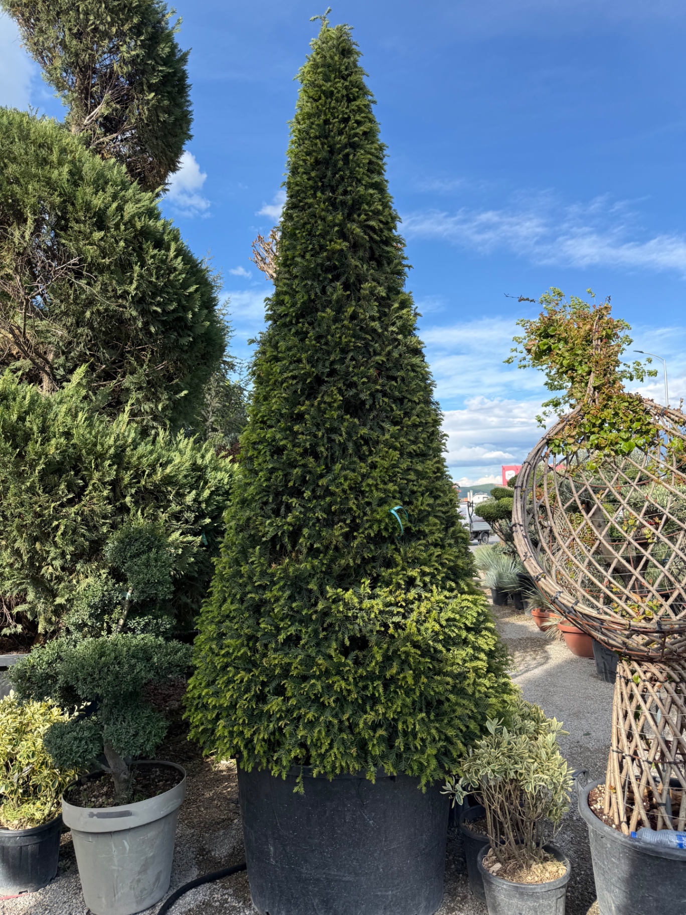 Taxus Baccata