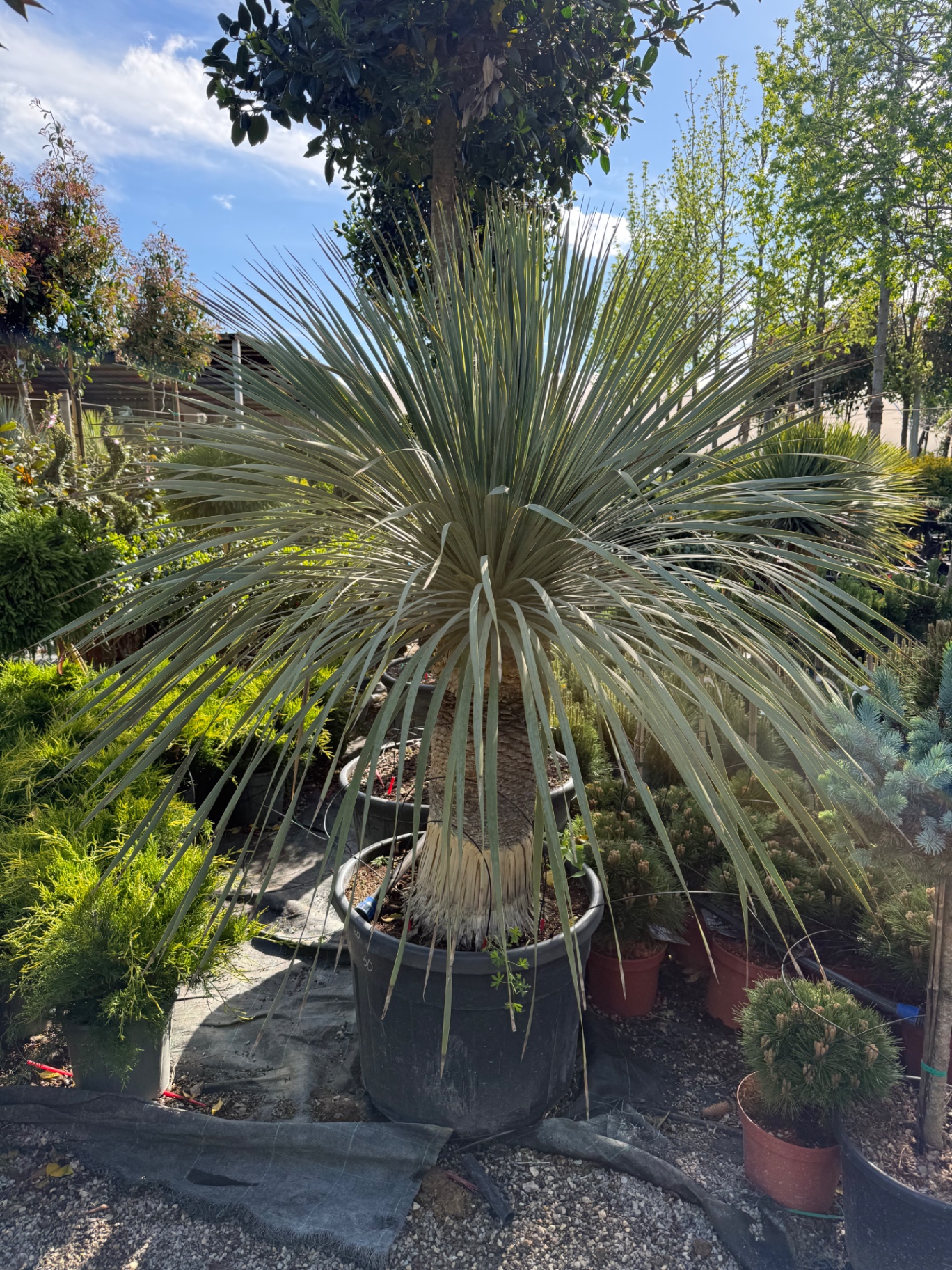 Yuca (Palma Spanjolle)